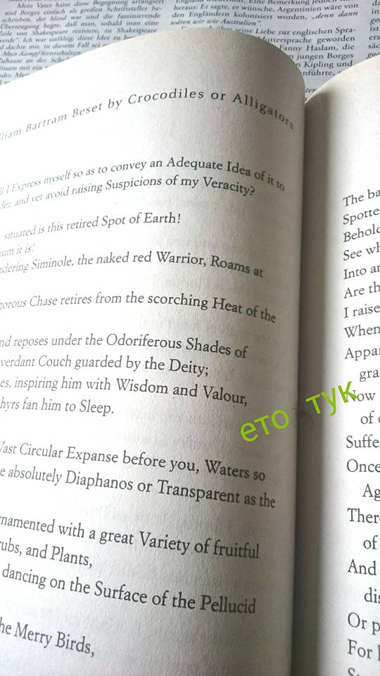 Spider-florida-poems