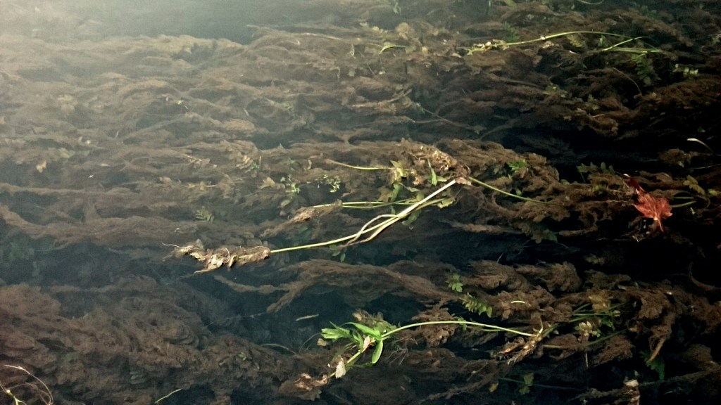 Медея от Лодз // Медея от… Алепо, от Еритрея и други&nbsp;места