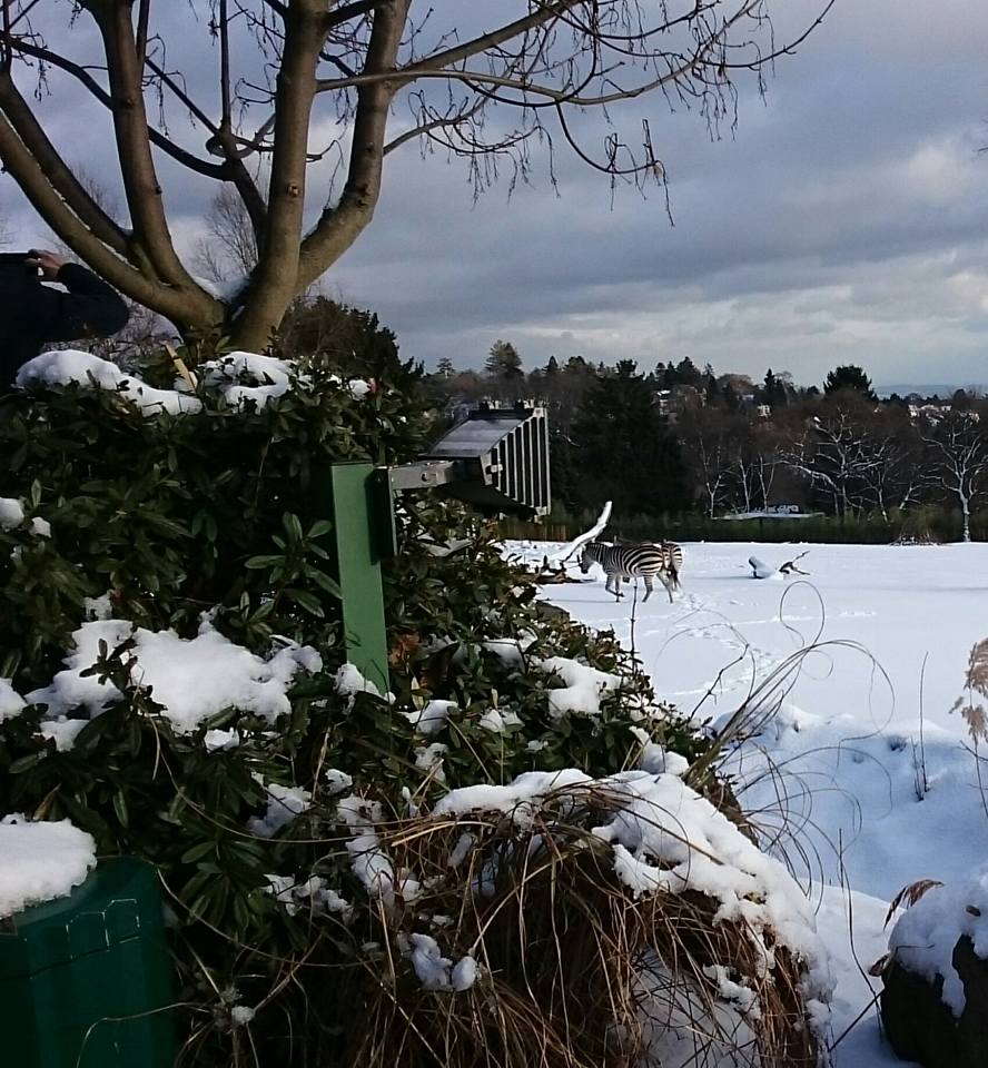 15940942_1051345784987800_892316784679463274_n