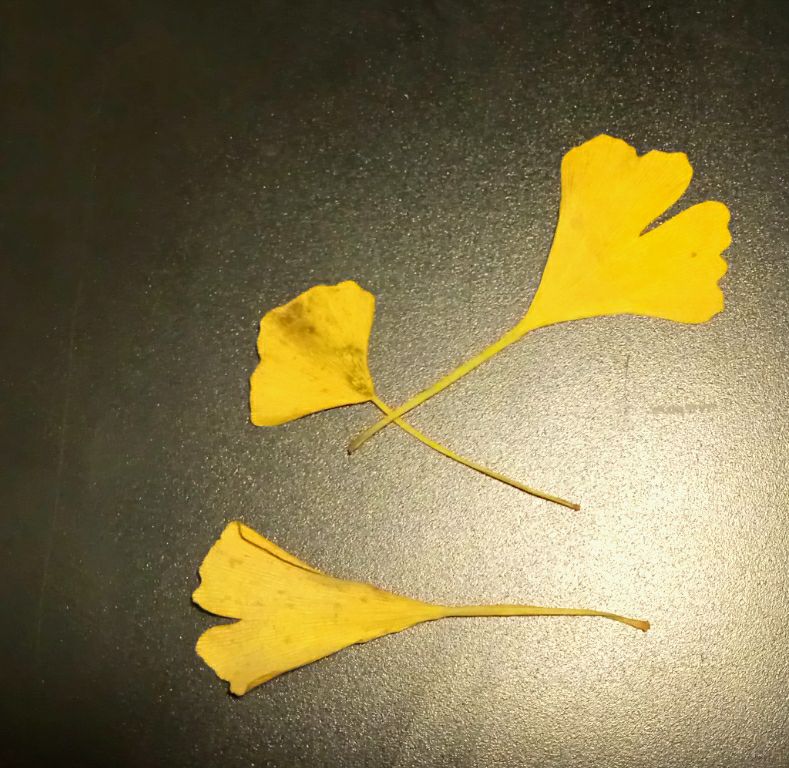 23622069_1325830460872663_5791130931588826590_n